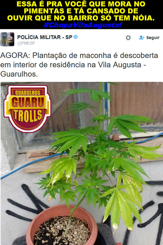 maconha-guarulhos